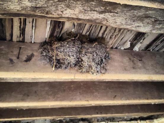Mousse et brins d'herbe verts dépassant d'un double nid d'hirondelle assez ancien fixé sur une poutre du plafond de la cave.