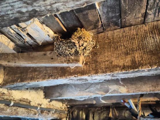 Mousse et brins d'herbe verts dépassant d'un nid d'hirondelle assez ancien fixé sur une poutre du plafond de la cave.