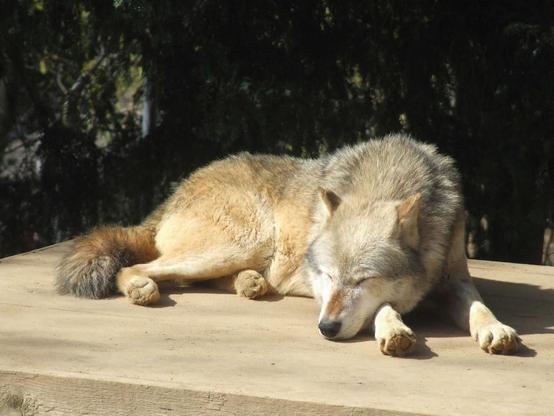 Wolf sleeping on a porch