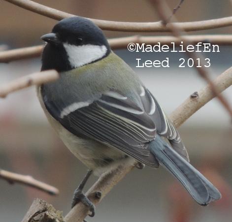 Koolmees van schuinachter op de foto gezet, de koolmees heeft de kop wat gedraaid, de snavel wijst naar linksvoor.