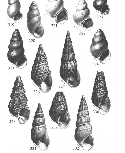 A screenshot of a figure from North American Freshwater Snails by Burch and Tottenham, 1980. The illustration contains about a dozen high-spired freshwater shells, all pointy end up and with aperatures facing the viewer. The shells are intricately sculpted, and the artist captured every bump of it.
