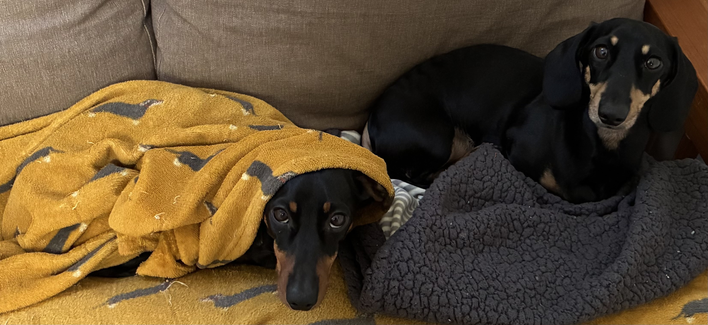 Miniature Dachshunds Max and Milo on the office sofa. Milo is under a yellow Dachshund print blanket