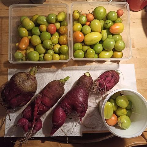 Oben im Bild zwei Schalen mit jeweils gut 1kg Tomaten zwischen grasgrün, gelb  und hellrot. Unten im Bild 4 rote Radi mit sehr unterschiedlicher Gestalt. Von oval bis länglich mit allerlei Auswüchsen und Seitenwurzeln. 3 große Exemplare mit jeweils knapp 500g, sowie ein kleineres Exemplar. Rechts daneben noch ein Eimer mit Tomaten.