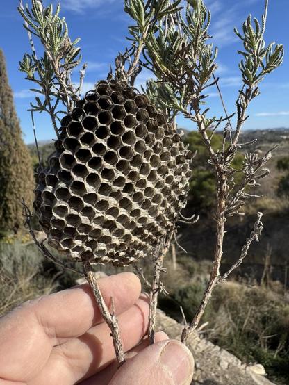 Abandoned wasp nest