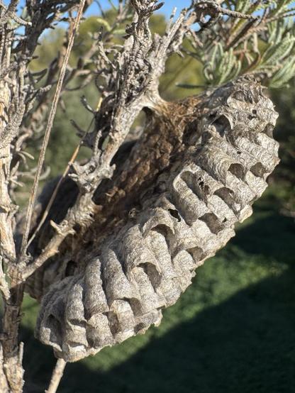 Abandoned wasp nest