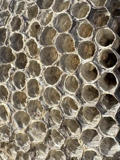 Abandoned wasp nest