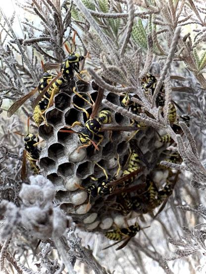 Macro photo of wasps on their nest