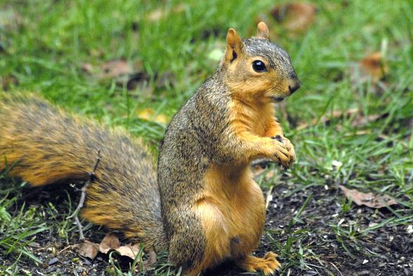 fox squirrel (Sciurus niger)