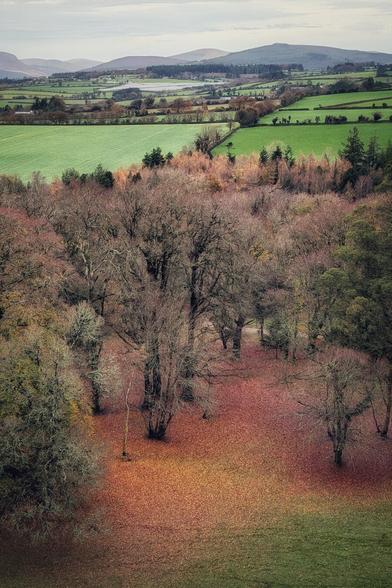 A high-angle, vertical shot of a mixed deciduous and evergreen forest floor blanketed in rich reddish-brown fallen leaves, suggesting late autumn. In the mid-ground, a dense canopy of bare, skeletal trees contrasts with a brighter strip of vibrant green farmland. The background features layers of gently rolling hills and distant mountains under a soft, overcast sky, characteristic of the Irish countryside. The mood is tranquil and contemplative.
