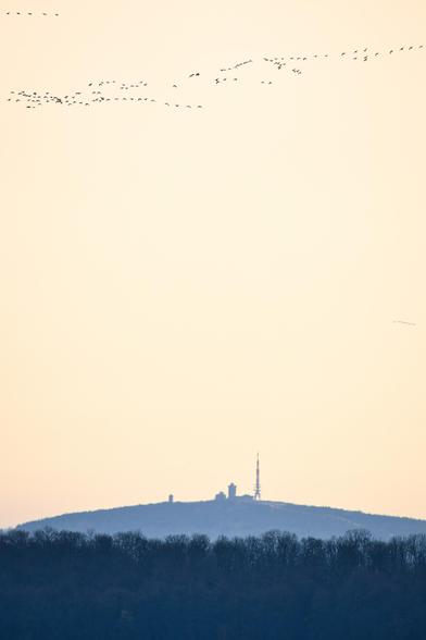 Die Szene zeigt eine weite Landschaftsaufnahme im Gegenlicht, wahrscheinlich kurz vor Sonnenaufgang oder nach Sonnenuntergang (Dämmerung).
🏞️ Szenebeschreibung
Vordergrund und Mitte: Der untere Teil des Bildes wird von einer dunklen, beinahe schwarzen Waldlinie oder einer Baumkuppe dominiert, die sich kontrastreich gegen den helleren Himmel abzeichnet.
Hügel/Berg: Über dem Wald erhebt sich ein sanfter Hügel oder Berg. Auch dieser ist in einen dunklen Schattenwurf gehüllt (Silhouette).
Bauwerke: Auf dem Gipfel des Hügels sind mehrere Gebäude und ein markanter Sendeturm als Silhouette erkennbar. Dies könnte auf einen bekannten Aussichtspunkt oder eine Funkstation hindeuten.
Himmel: Der größte Teil des Bildes wird vom Himmel eingenommen, der in einem sehr hellen, sanften Gelb-Orange-Ton leuchtet. Die Helligkeit des Himmels lässt die darunterliegende Landschaft sehr dunkel und monolithisch erscheinen.
Vögel: Hoch im oberen Teil des Himmels fliegt eine große Gruppe von Vögeln (wahrscheinlich Kraniche oder Gänse) in einer oder mehreren V-Formationen oder leicht geschwungenen Linien. Ihr Zugmuster verstärkt den Eindruck einer Herbst- oder Frühlingswanderung in der Abend- oder Morgenstille.
Insgesamt strahlt das Bild eine ruhige, fast meditative Stimmung aus, die durch den starken Kontrast zwischen dem leuchtenden Himmel und der dunklen Silhouette der Erde und des Vogelschwarms erzeugt wird.