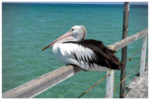 A large Australian Pelican with white and dark brown plumage sits on a wooden railing of a pier, facing left.

The bird's long beak is visible. The water behind the railing is a clear, bright turquoise-blue under a lighter blue sky.