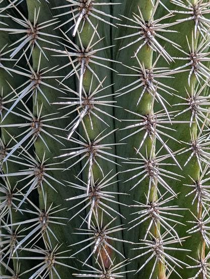 Close-up of a cactus