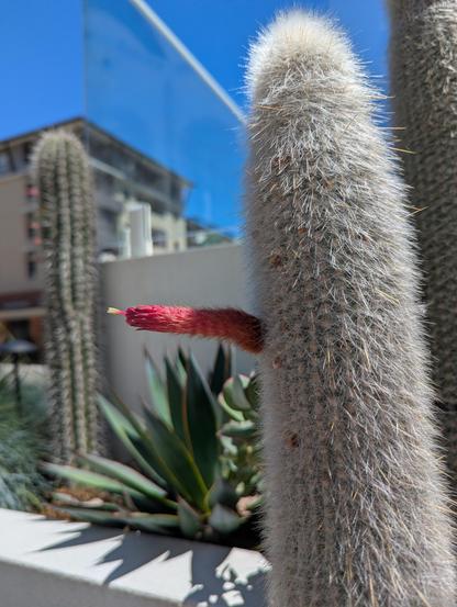 Blooming cactus looking a bit weird