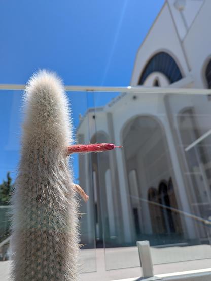 Another blooming cactus looking phallicly weird
