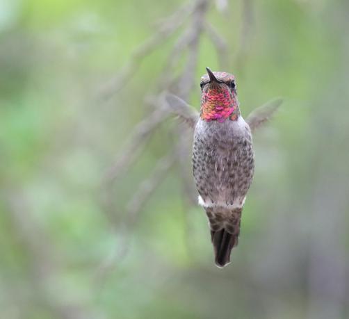 A hummingbird with bright pink, purple, and orange neck feathers