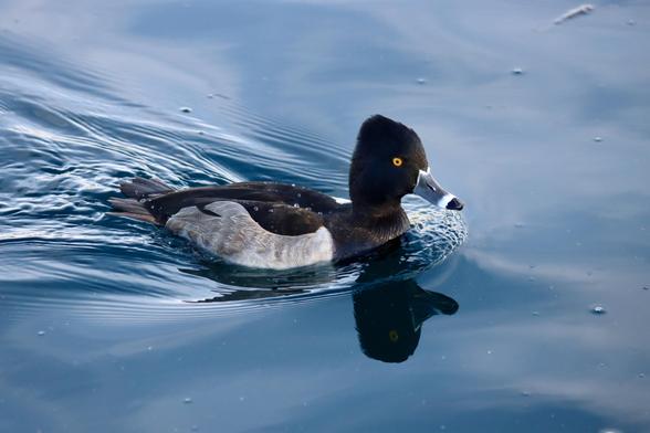 A cool-looking duck with a black head and bright orange eyes