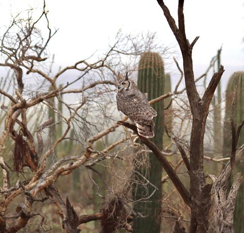 A great horned owl sitting on a branch surrounded by Sonoran desert plants