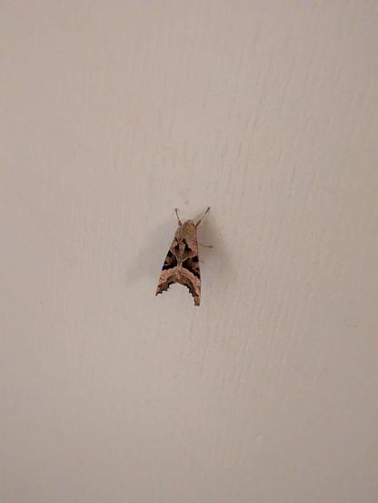 Auf der weißen Tür sitzt ein großer Falter mit aerodynamischer Kampfjetform. Die Flügel laufen nach hinten spitz zu und sind durch einen Bogen verbunden. (Gemopst von Wikipedia:) An den Vorderflügeln bilden Querbänder v-förmige, dunklere Zeichnungen und die Außenränder der Vorderflügel sind gebogen und gezackt. Die Hinterflügel sind heller und haben nur schwache, dunkle Querlinien.
Die Beine stehen gut sichtbar vom Körper ab.