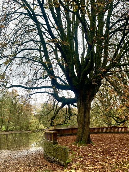 Ein großer Kastanienbaum im Park des Hauses der Natur in Wulfsdorf. Der Baum steht mitten im gefallenem Laub, in der Nähe eines Teiches. Am Ufer eine altes Balkongeländer aus Stein.
