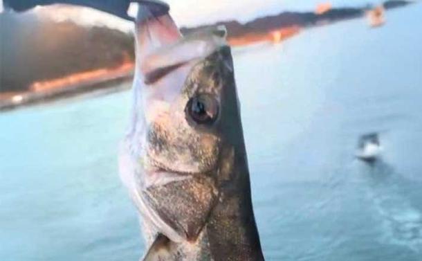 天草エリアのシーバスゲームで60cm級をキャッチ!【熊本】エギングでは600gアオリイカも登場
