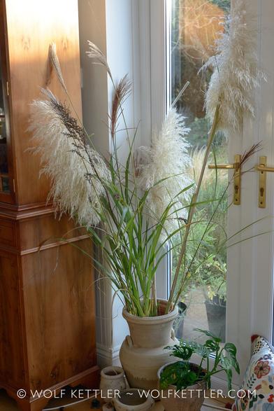 Seedheads from ornamental grasses are displayed in a terracotta vase. I kept the stems of the grasses long. The vase stands on the floor. In the background on the left is the side of a display cabinet in rich red-ish brown polished wood. To the right, patio doors leading into the garden.