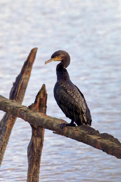 Cormorant