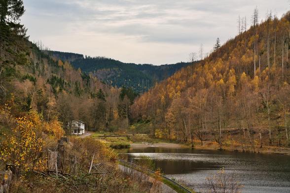 Dieses Bild zeigt eine herbstliche Landschaft in einem tiefen Tal oder einer Waldschlucht, die von einem Gewässer durchflossen wird.
Vordergrund: Der Blickwinkel ist von einer leichten Anhöhe aus aufgenommen. Der unmittelbare Vordergrund besteht aus einer zerzausten Uferböschung mit kahlen Ästen, vertrocknetem Gras und einigen gelb belaubten Sträuchern, was auf einen frühen Winter oder Spätherbst hindeutet. Ein grauer, kurviger Weg oder eine schmale Straße verläuft parallel zum Wasser im unteren Bildbereich.
Mittelgrund (Gewässer und Haus): In der Talsohle liegt ein ruhiger, dunkler Fluss oder Seeabschnitt, dessen Oberfläche das gedämpfte Licht reflektiert. Am linken Ufer im Mittelgrund steht ein kleines, einzelnes, weißes Haus mit einem dunklen Dach, das von Bäumen und Büschen eingerahmt ist. Es wirkt abgelegen und idyllisch.
Hintergrund (Hänge): Die beiden Hänge des Tals steigen steil an und umrahmen die Szene.
Rechter Hang: Er ist mit einer Fülle von Birken oder Laubbäumen bedeckt, deren Blätter in leuchtendem Gelb, Gold und Orange gefärbt sind – ein deutliches Zeichen für den Herbst. Die Bäume sind relativ kahl, was die späte Jahreszeit unterstreicht.
Linker Hang: Er ist dichter bewaldet und zeigt eine Mischung aus dunkelgrünen Nadelbäumen (oben) und Laubbäumen mit braunen und gelben Blättern (unten).
Entfernung: In der Ferne, im Zentrum des Bildes, erheben sich die dunkelgrünen, dicht bewaldeten Hügelketten des Tals, die den Blick abschließen.
Licht und Stimmung: Der Him