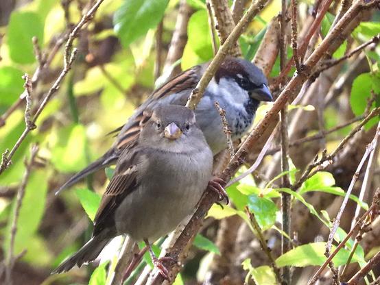 Huismus - Passer domesticus - in een struik. Op de voorgrond zit een vrouwtje, half daarachter een mannetje.