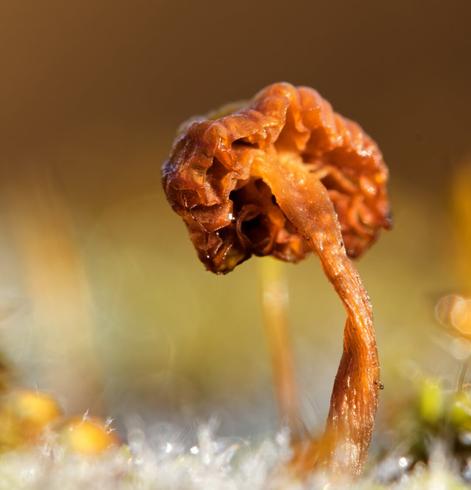 A rotting mushroom on frosty moss