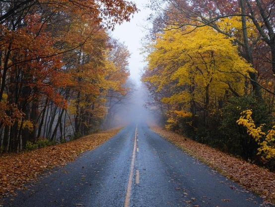 Trees with fall foliage line both sides of an open road.