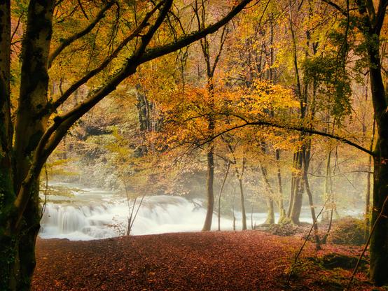 A serene forest scene featuring lush trees with autumn foliage and a gently flowing waterfall in the background. The ground is covered with fallen leaves.
