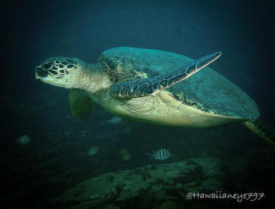 A sea turtle swimming. It has a smooth dark carapace with a lighter underbelly. Its fins are flattened and its head, rounded.