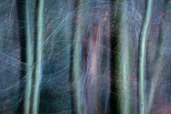 Alte Buchenstämme mit längerer Verschlusszeit fotografiert und dabei die Kamera bewegt.