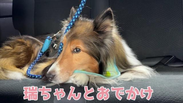 【シェルティ】瑞ちゃんとおでかけ✨【おりこうだね】