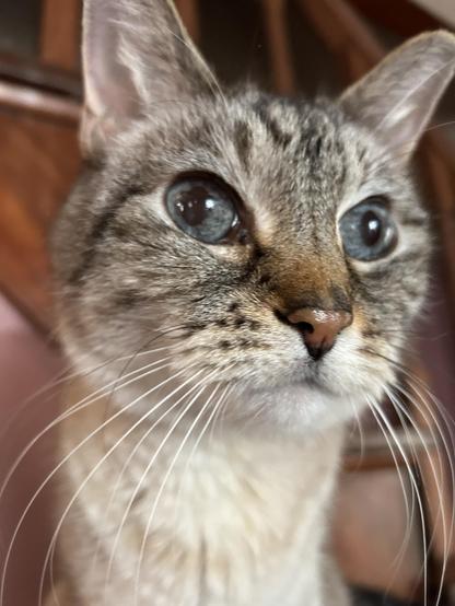 Closeup portrait of a lynx point Siamese with a wet nose, blue eyes, and long curving whiskers. His base coat is creamy and he has bold gray and brown tabby stripes on his face, and a dusting of golden brown over his snout.