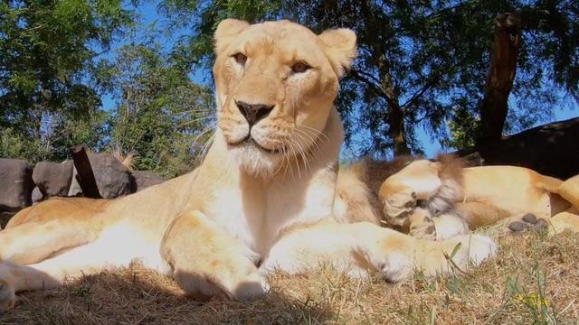 A lioness rests on sandy ground in a zoo habitat with trees and rocks visible in the background.