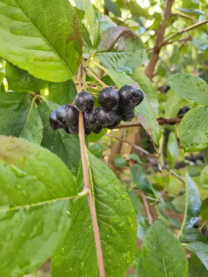 Eine Dolde reifer Apfelbeeren noch am Strauch