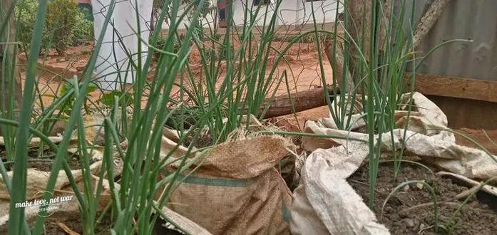 Onions 🧅 growing in old sacks around the garden, with long, healthy, green, and organic leaves ready to be harvested.