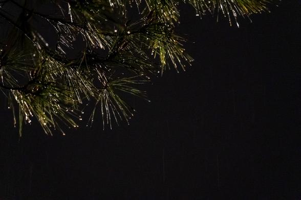 The image shows a close-up view of a pine tree branch with long, slender needles. The needles glisten with droplets of water, reflecting light in a way that gives them a shimmering appearance. The branch extends diagonally from the upper left corner towards the center of the image. The background is a dark, almost black night sky, which contrasts with the illuminated needles and droplets.