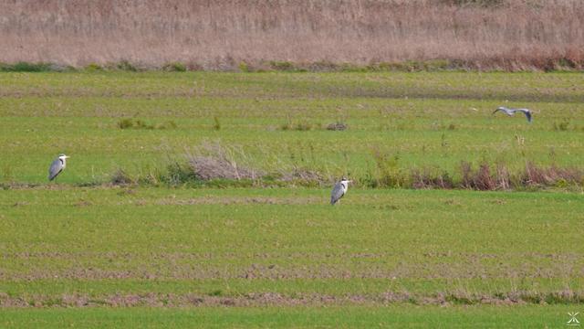 Three grey herons in a cultivated field, Revel, Occitanie, southern France