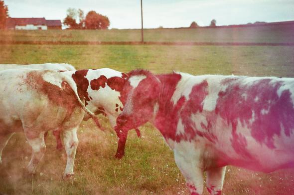 L'image représente une scène rurale avec des vaches se tenant au premier plan près l'une de l'autre dans un champ herbeux. En arrière-plan, on distingue une maison et des arbres sur une colline, ainsi qu'un ciel clair. Des reflets lumineux roses et rouges sont visibles sur l'image, lui donnant une atmosphère particulière, évoquant potentiellement un effet de fuite de lumière ou un filtre artistique. L'image est légèrement granuleuse.