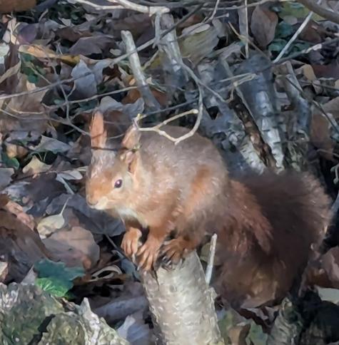 Eichhörnchen auf dem belaubten Boden.