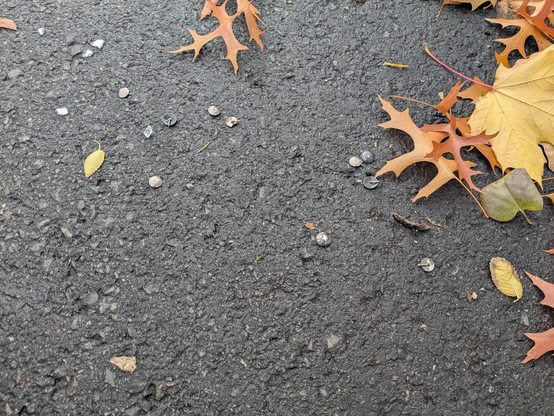 Photo of several thumb tacks scattered on the ground in a bike lane in Cambridge, Massachusetts