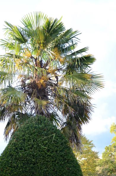 Description by Gemini 2.5 Pro: A tall Windmill Palm (Trachycarpus fortunei) towers over a neatly trimmed, cone-shaped evergreen bush. The palm features a hairy, fibrous trunk and a canopy of large, fan-shaped fronds, with drooping clusters of yellow flowers visible among the leaves.