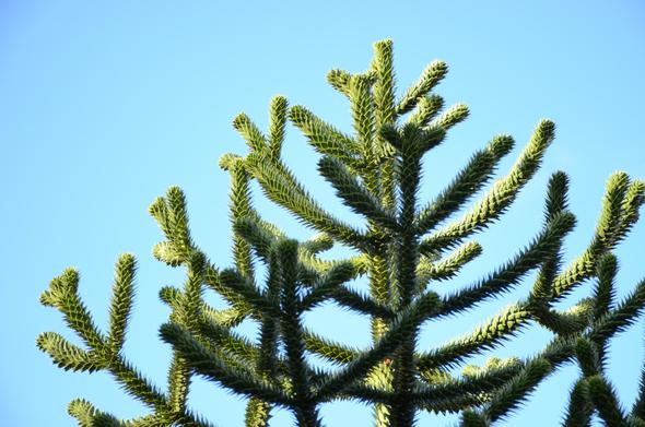 Description by Gemini 2.5 Pro: The crown of a Monkey Puzzle tree (Araucaria araucana) stands out against a clear, bright blue sky. The distinctive, upward-curving branches are densely covered in sharp, triangular, scale-like leaves, creating a spiky, geometric silhouette.