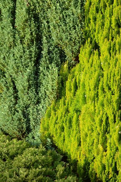 Description by Gemini 2.5 Pro: A vertical, textural shot comparing the foliage of two different ornamental conifers. On the left, the foliage is a cool, blue-green color, while the shrub on the right displays vibrant, golden-yellow scale-like leaves. A darker green shrub is visible at the very bottom.