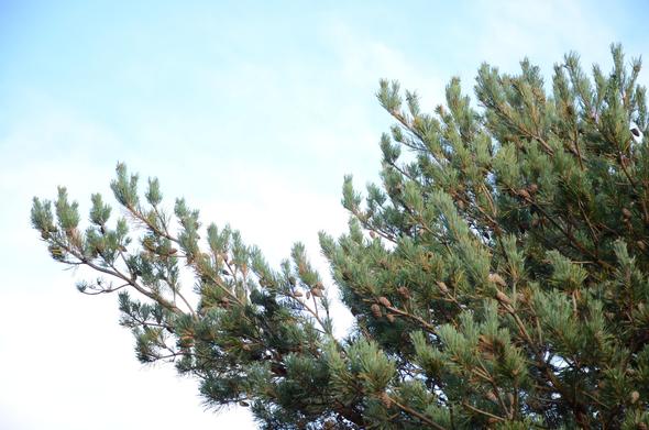 Description by Gemini 2.5 Pro: A low-angle view of the branches of a Pine tree, reaching diagonally across the frame against a pale blue sky with wispy clouds. The branches are covered in long, grey-green needles and dotted with small, brown pine cones.