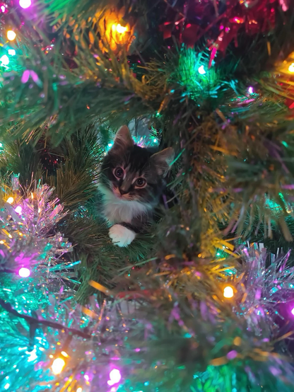 A kitten climbing inside a brightly lit Christmas tree. (Source: https://www.reddit.com/r/catsandchristmastrees/s/5G6v4VtO6w )