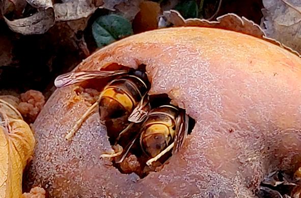 Entrer dans le dessert.jpg