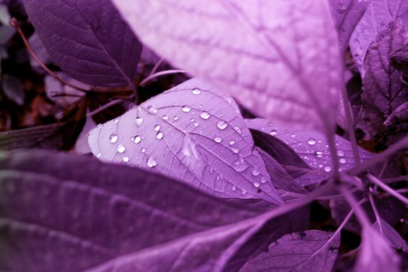 Photo of water droplets on leaves, with a purple colour error tint.